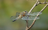 Four-spotted Chaser (Libellula quadrimaculata)